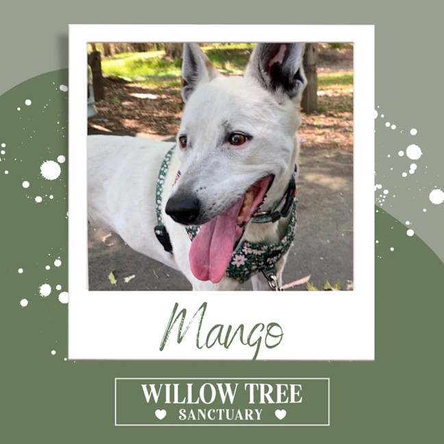 Photo of Mango