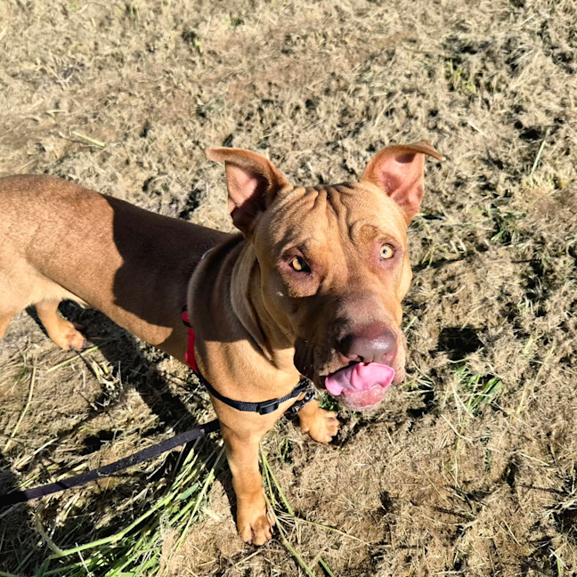 Photo of Stormy