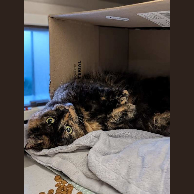 Photo of Nala