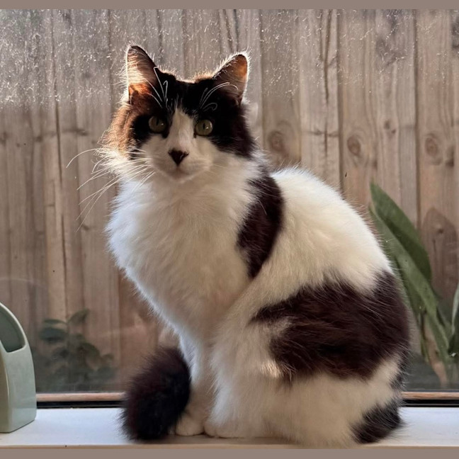 Photo of Puss 