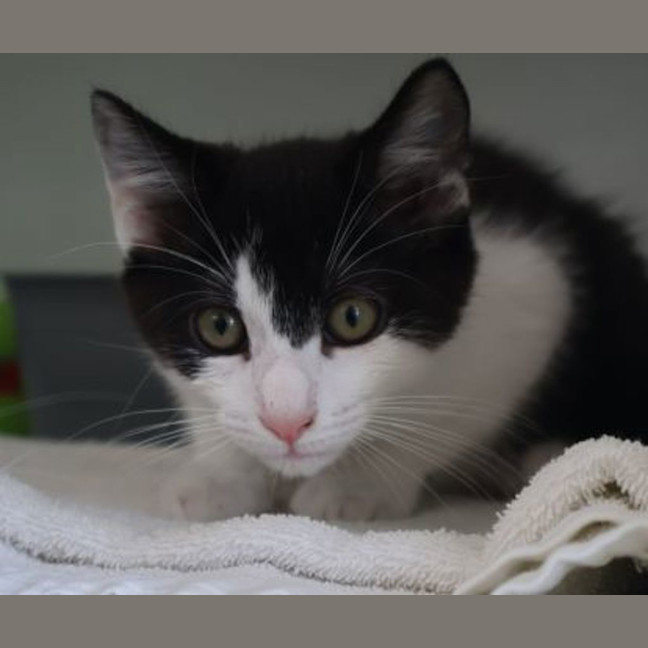 Photo of Bandit