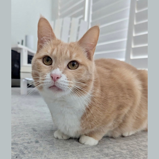 Photo of Peaches