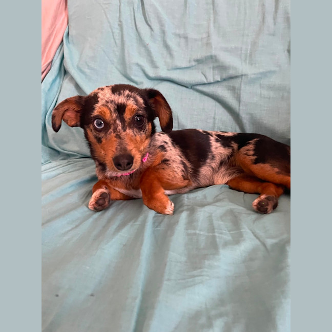 Photo of Lyla 