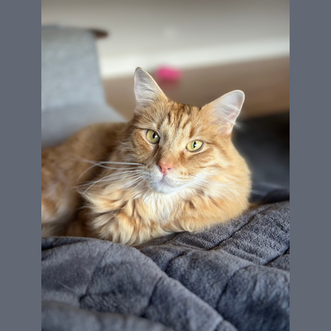 Photo of Tigger