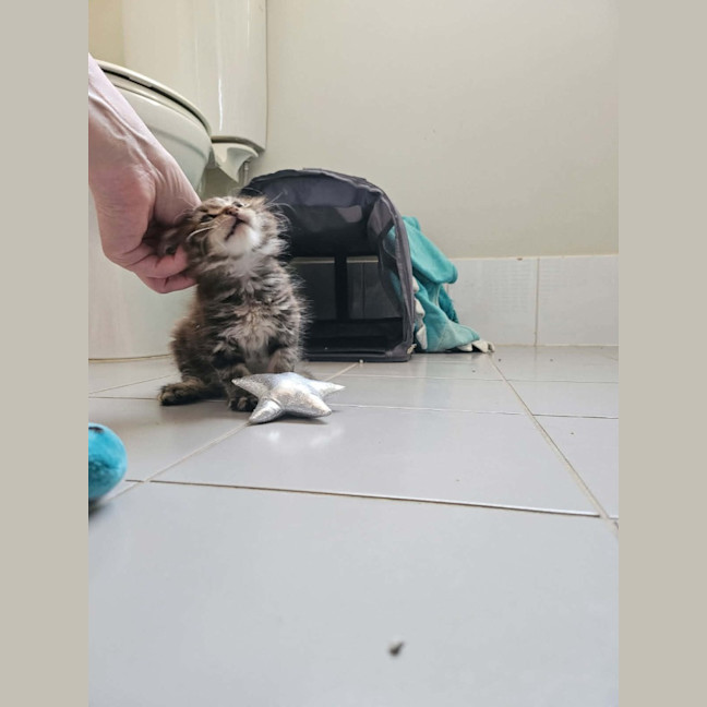 Photo of Rosa (Maisy)