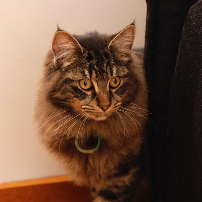 Photo of Scout