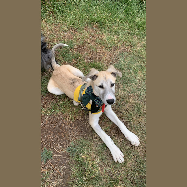 Photo of Blaze