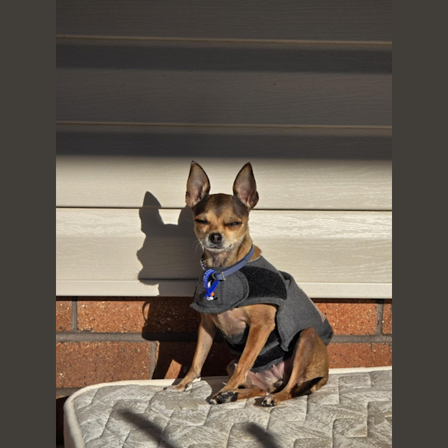 Photo of Molly   6 Year Old Chihuahua