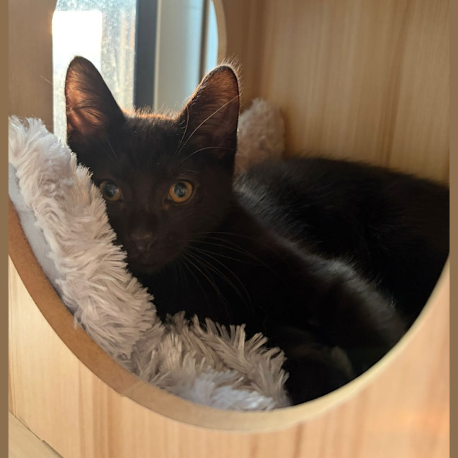 Photo of Taz
