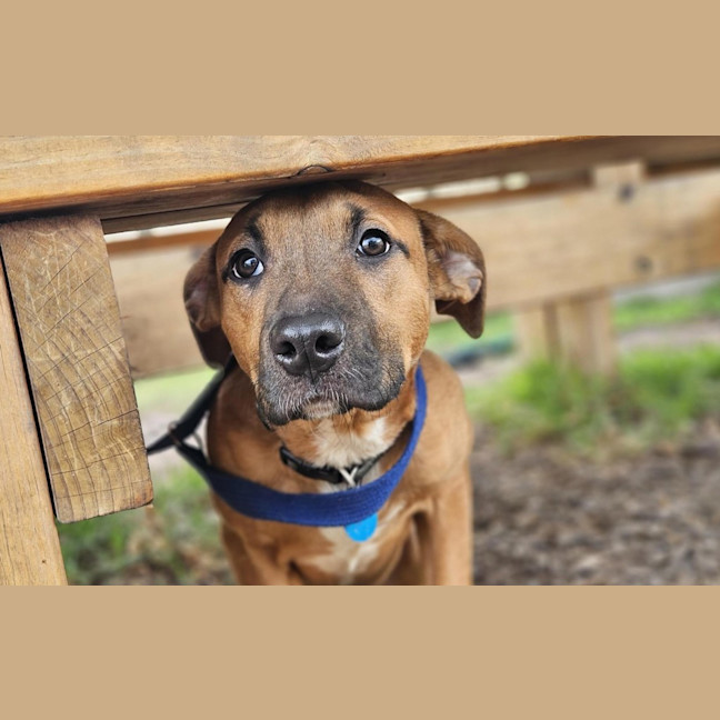 Photo of Honey