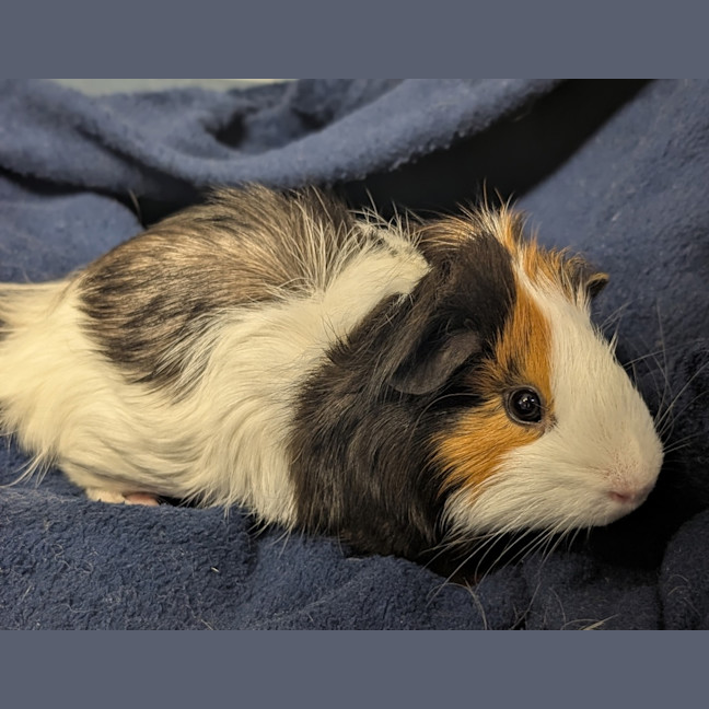 Photo of Clinkers
