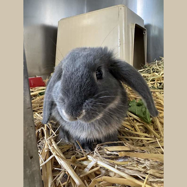 Photo of Benji