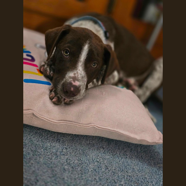 Photo of Dusty