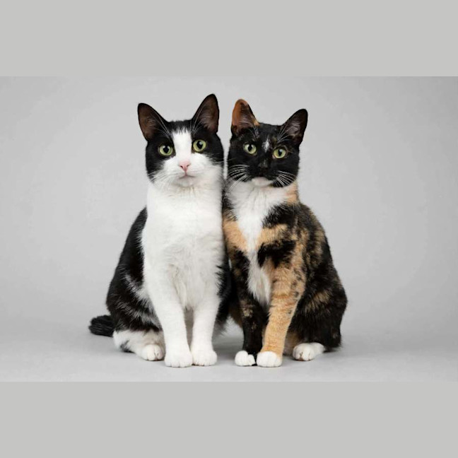 Photo of Molly & Nom Noms