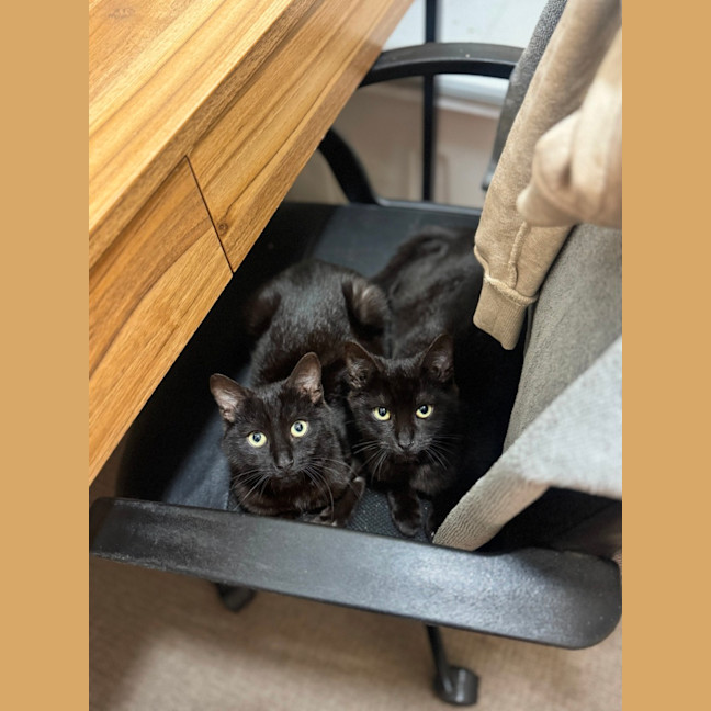 Photo of Vegemite (Binx)