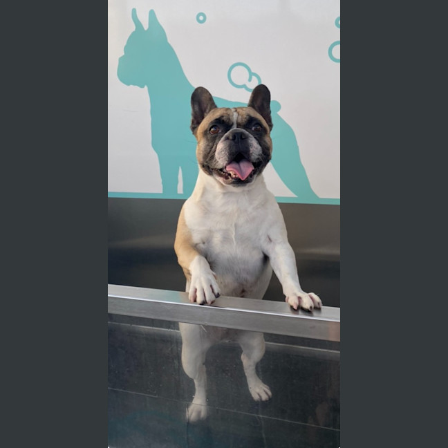 Photo of Lola
