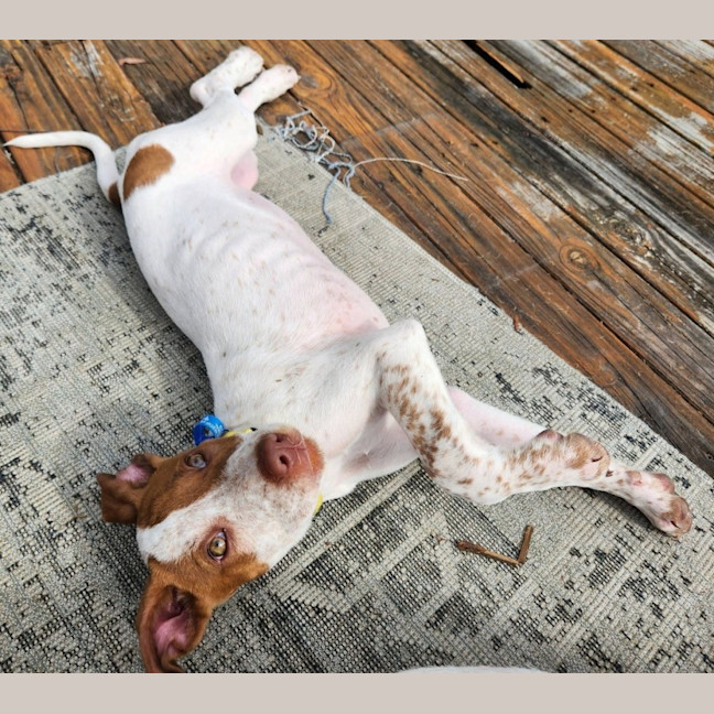 Photo of Dolly 