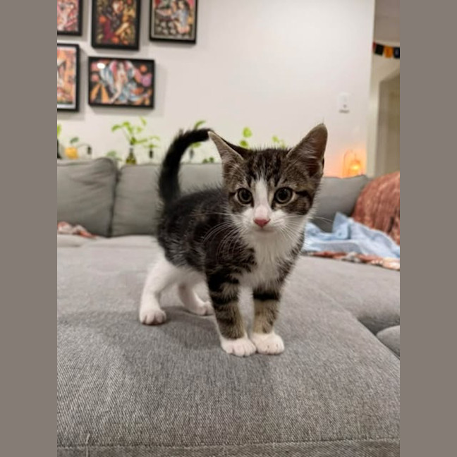 Photo of Gizmo