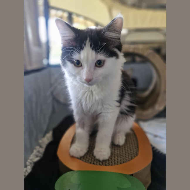 Photo of Sienna   Located In Wallan