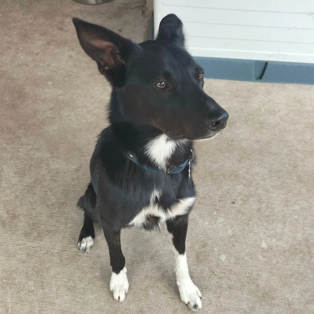 Photo of Bhoot   Assisted Rehome