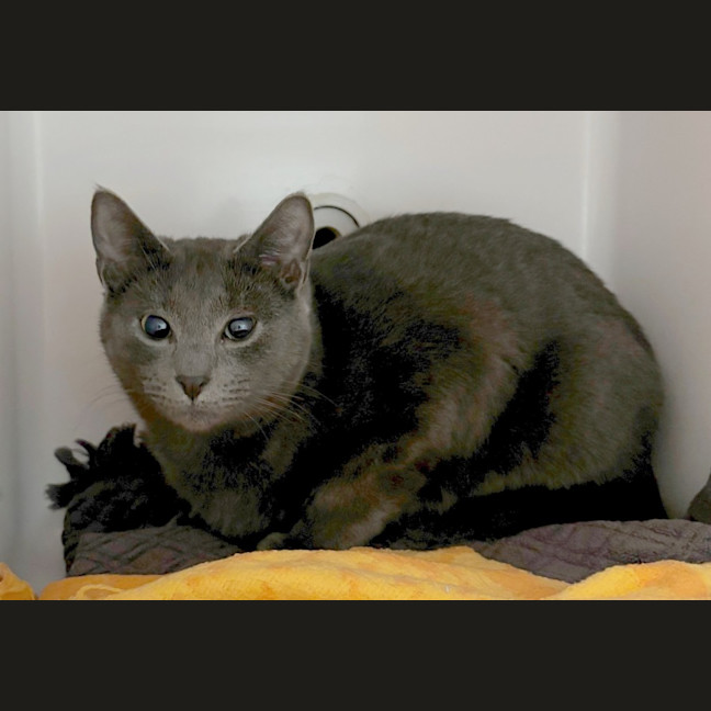 Photo of Earl & Grey