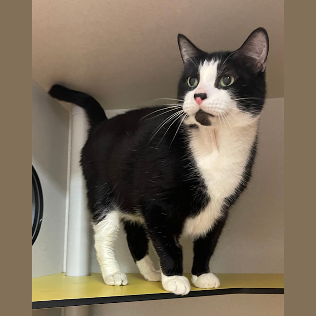 Photo of Socksie
