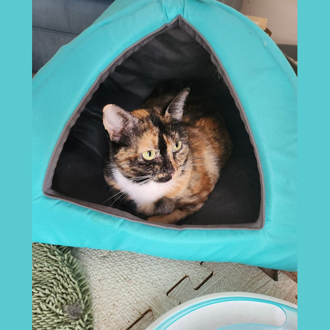 Photo of Penny
