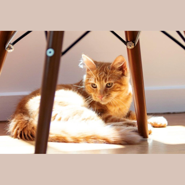 Photo of Hansel Moriarty