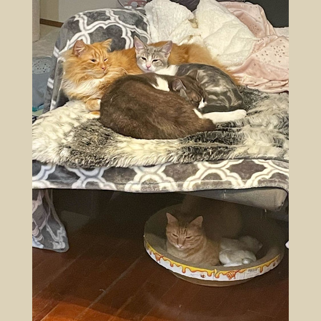 Photo of Peaches 