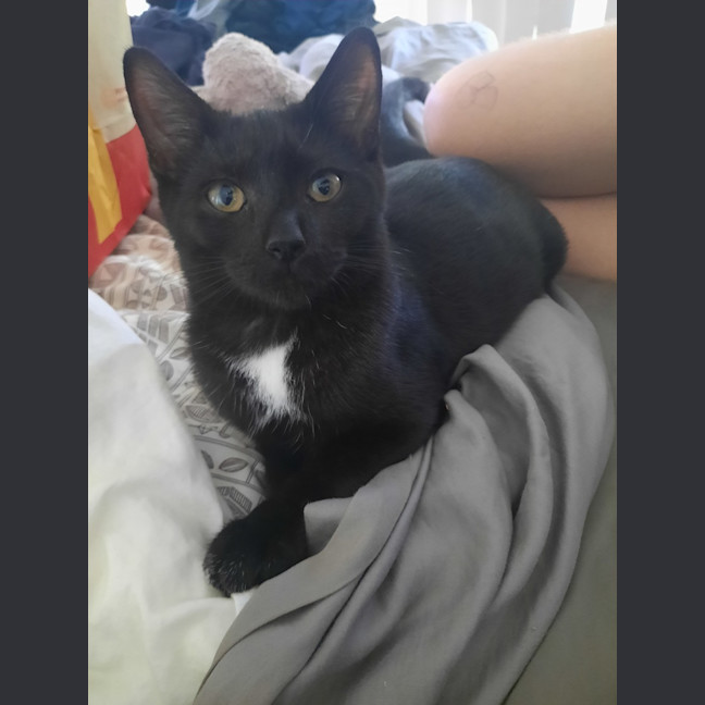 Photo of Peaches