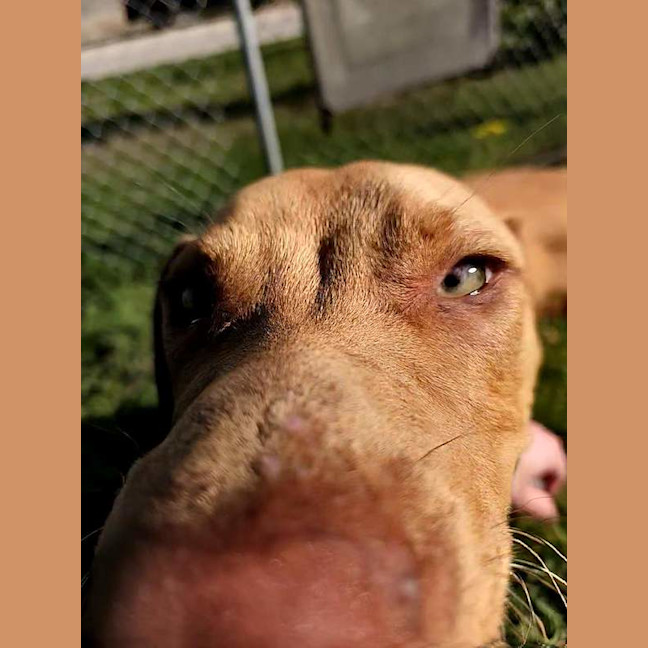 Photo of Scooby