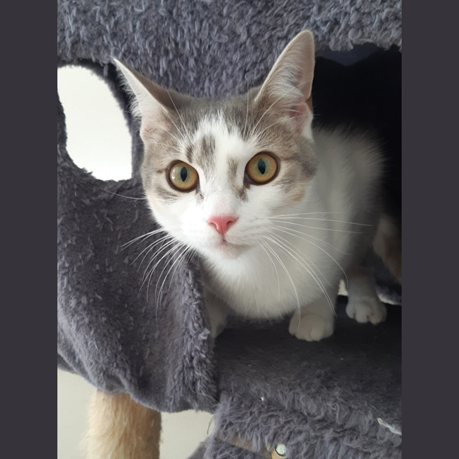 Photo of Sardine And Pilchard