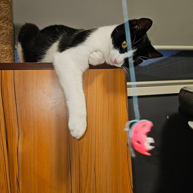 Photo of Libby ** 2nd Chance Cat Rescue **