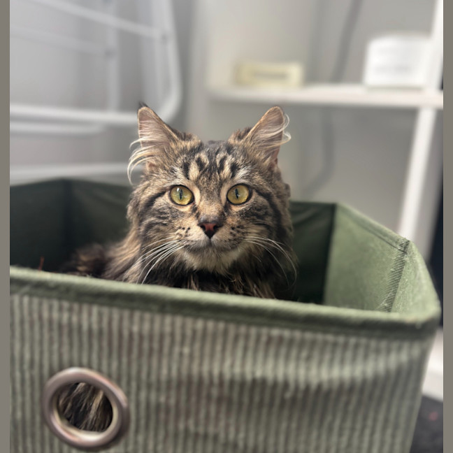 Photo of Dill Pickle