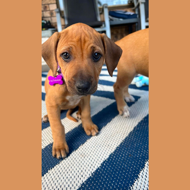 Photo of Violet