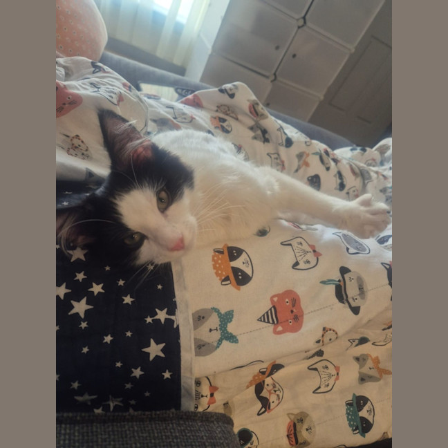 Photo of Henry *9 Lives Project Rescue*