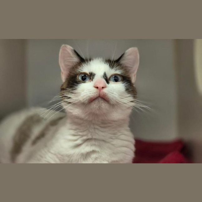 Photo of Bandit 