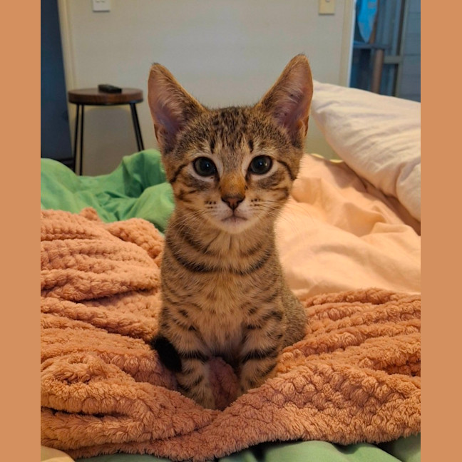 Photo of Paprika