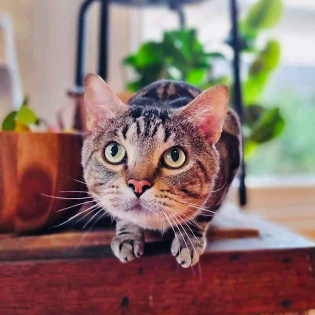 Photo of Dunkin'   Located In Coburg