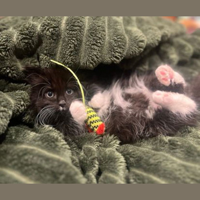 Photo of Havoc