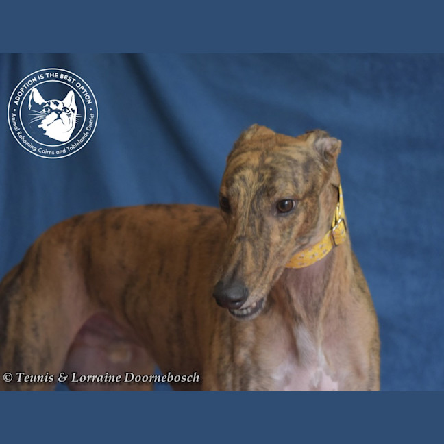 Photo of Mambo (Fingers Arrawarra)