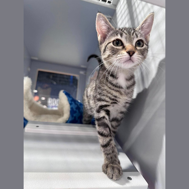 Photo of Pixel