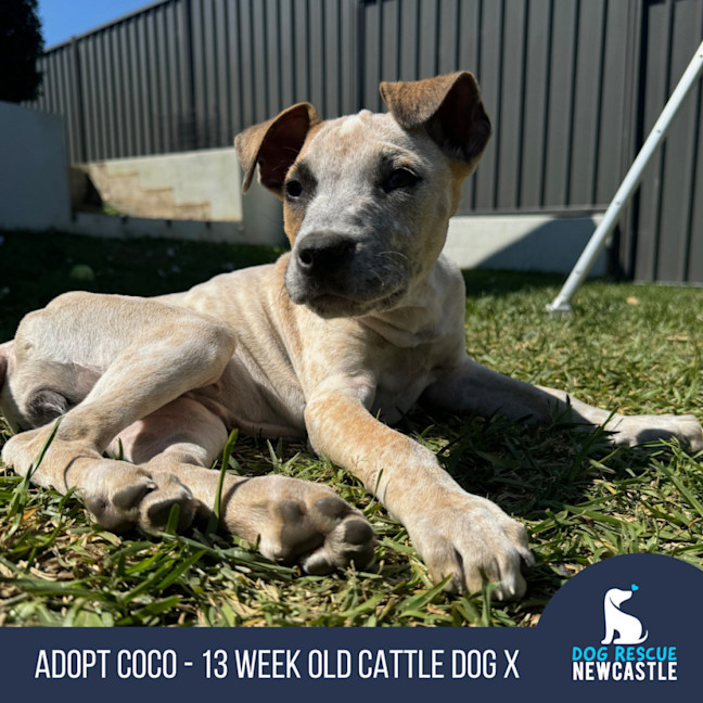 Photo of Coco   13 Week Old Cattle Dog X(trial)