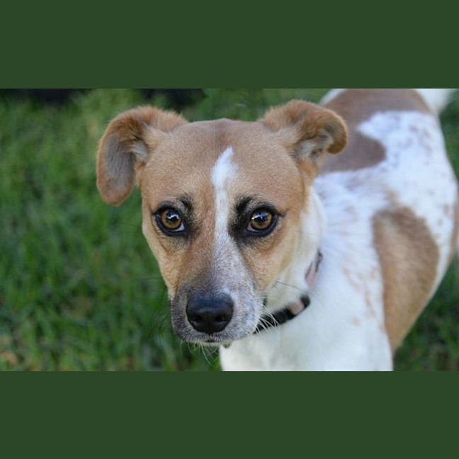 Photo of Laddie