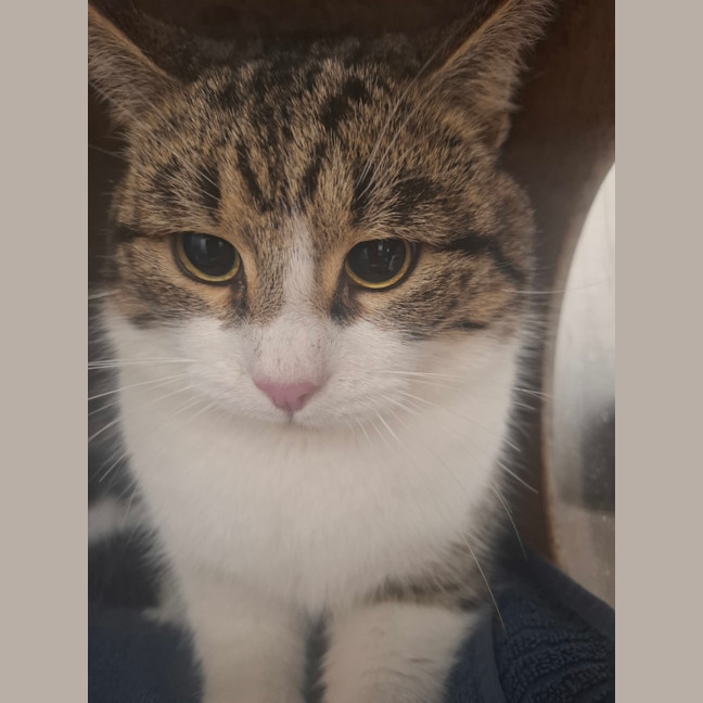 Photo of Mouse