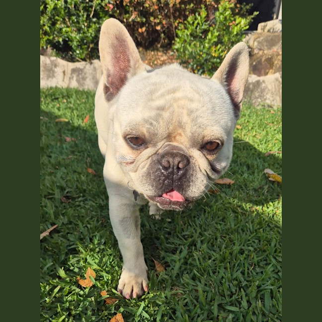 Photo of Louis
