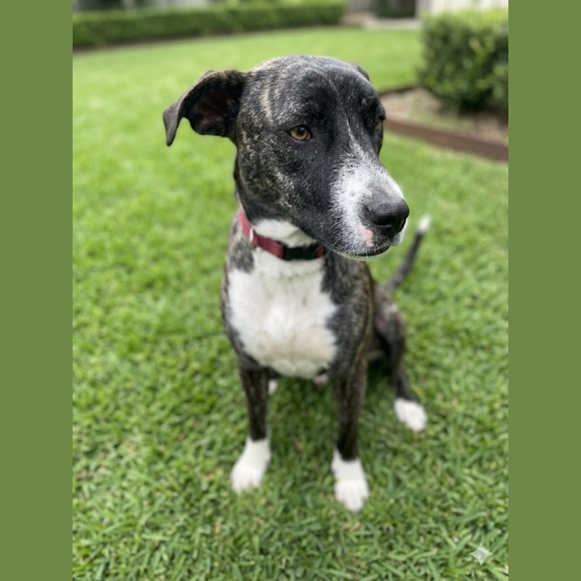 Photo of Zelda
