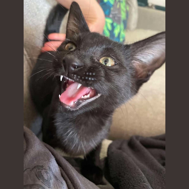 Photo of Loudmouth Magee