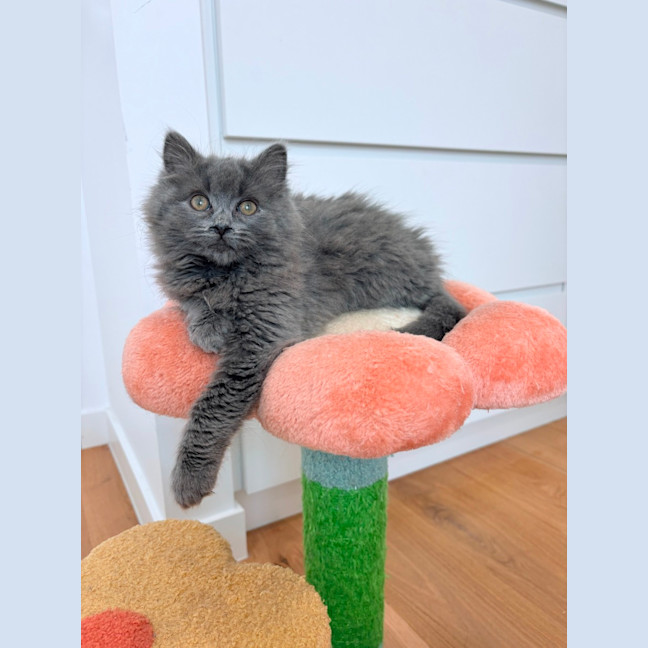 Photo of Suede