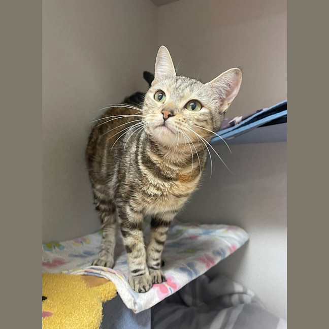 Photo of Athena